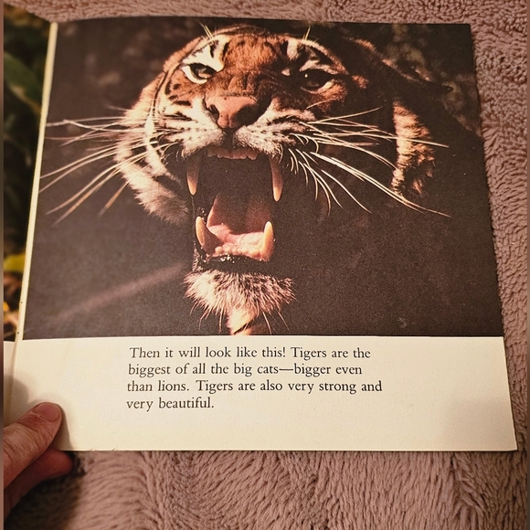 Animals in the Wild: Tiger by Mary Hoffman - Picture 3 of 4